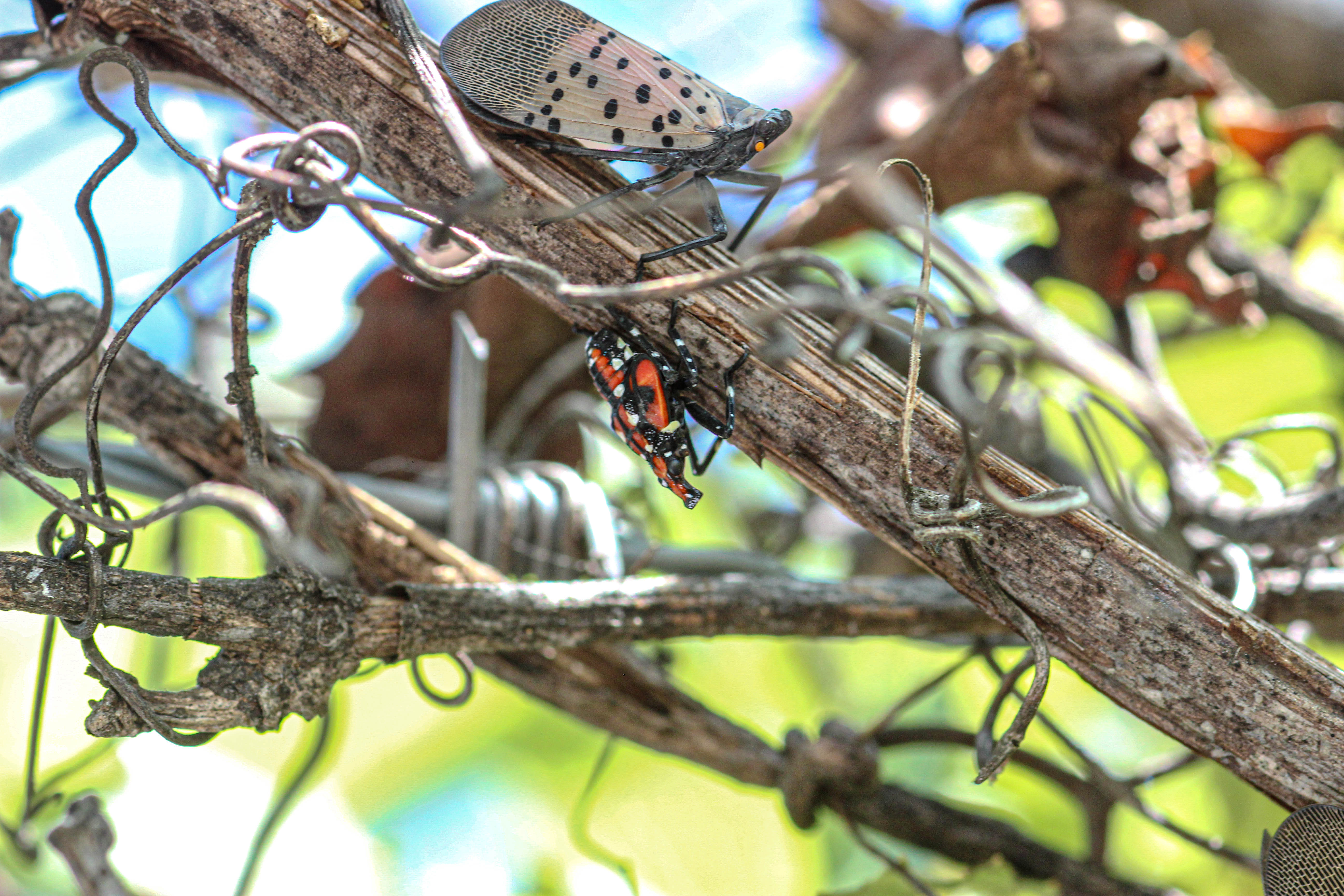 Adult and fourth instar nymph on a grapevine.